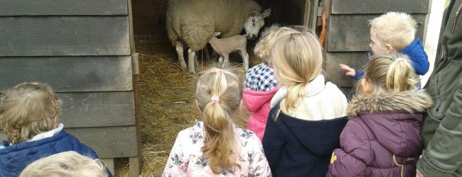 Windekind-activiteit-boerderij